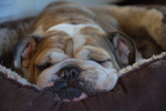 engl. Bulldogge